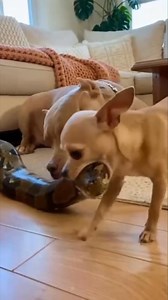 239K views · 4.6K reactions | Chihuahua Grabs a Python and Scares Bulldog Bad! 藍 A creative AI-crafted Video For Entertainment! Every scene is digitally created using detailed prompts, timing, and imagination — no real animals or people involved. Made with human effort for pure fun, laughs, and storytelling entertainment.  No reuploads. #CreativeAI #AIvideo #AImagi #AIanimals #AIfun #AIreel #AIfunny | The Giggles and Wag Show | Facebook