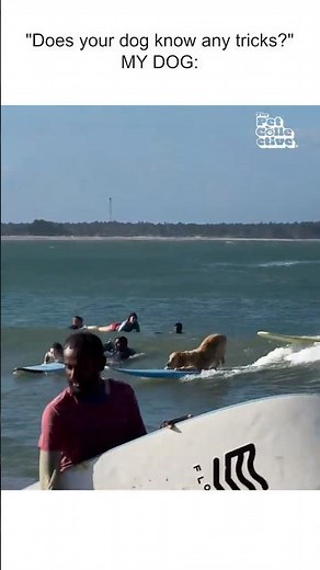 Surfer Dog Catches A Big Wave In The Ocean #GoldenRetriever #Dog