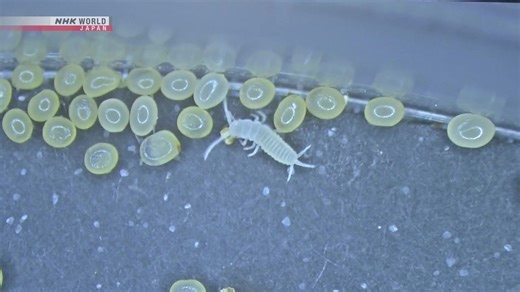 【影片】《吃古文獻的蠹蟲 日本棲息地擴大》 文化資產保護面臨新課題。 一種會損傷古文獻等的害蟲，其棲息範圍正在日本國內持續擴大。 外來種的蠹蟲「幽靈衣魚」因為會啃食紙張，常會損傷博物館的古籍文獻等的造成傷害。東京文化財研究所的團隊調查發現，雌性「幽靈衣魚」可自行繁殖，並以證實這項新發現。 #古文獻 #幽靈衣魚 👇觀看其他影片👇 https://www3.nhk.or.jp/nhkworld/zt/news/programs/clips.html | NHK WORLD-JAPAN Chinese - traditional