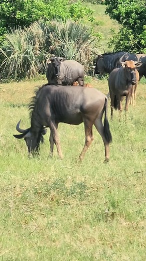 KPS Safaris and Tours on TikTok