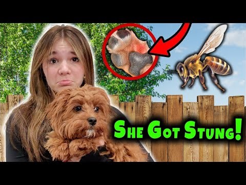 Our Puppy Stepped On A BEE!