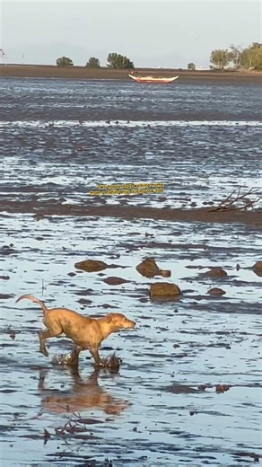 Two happy dogs playing and walking back home from a fishing trip with their owner during a low tide
