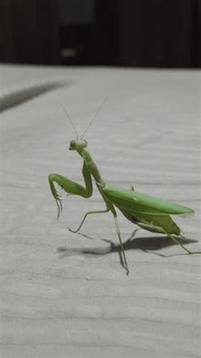 clip-4005057383-female-tree-mantis-hierodula-tenuidentata-makes-dancing