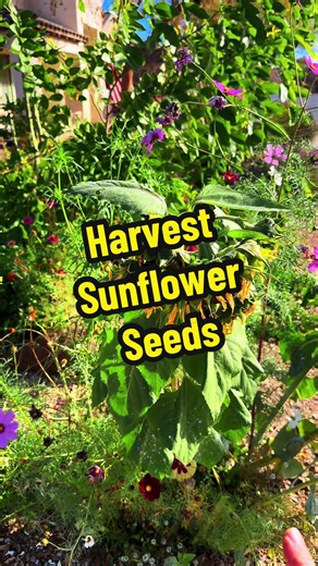 How and When to Harvest Sunflower Seeds in Arizona