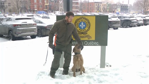 SQ deploy first certified cadaver dog Reggie to help solve cases