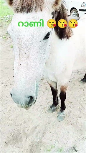 ബിസ്‌ക്കറ് കൊതിച്ചി 😘😘#shortsvideo #shortsvideo #kuthira #horse