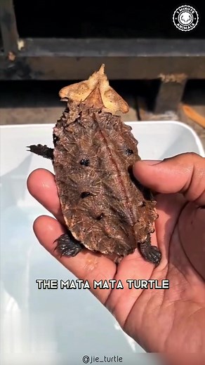 Mata Mata Turtle 🐢 Leafy Trap with Suction Strike!#matamata #matamataturtle #turtle #turtles #turtle🐢 #turtleturtle #turtlesofinstagram #turtlesofig #turtlelove #turtlelover #turtlelovers | 1 Minute Animals