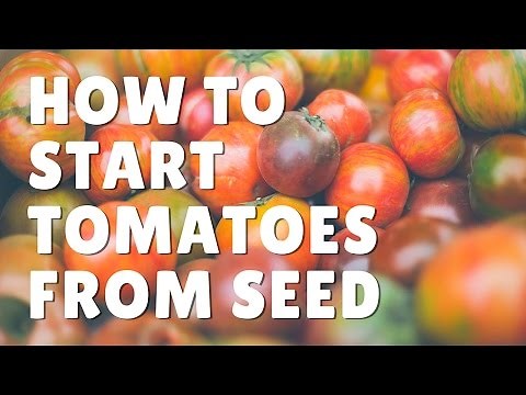 How to Start Tomatoes Indoors from Seed