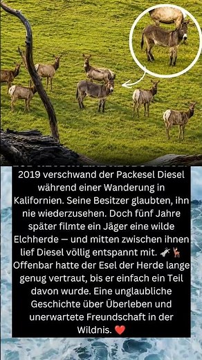 🫏🦌 Ein verschwundener Esel lebte 5 Jahre heimlich mit wilden Elchen