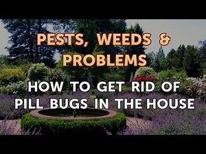 How to Get Rid of Pill Bugs in the House
