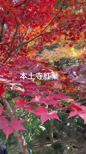 #本土寺#千葉県 #北松戸#紅葉