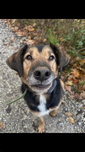 13 reactions | www.dogtime.sk | DogTime Monika Buzová | Facebook