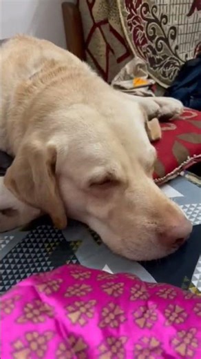 # my alshi mota baccha #labrador #cute mister dodo ❤️❤️❤️