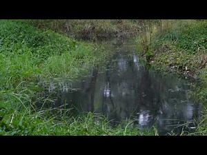 Striped Marsh Frog calling during rain beside Gardiners Creek, Melbourne, Australia, 8 April 2024