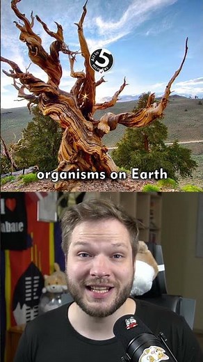 This is the world's oldest tree
