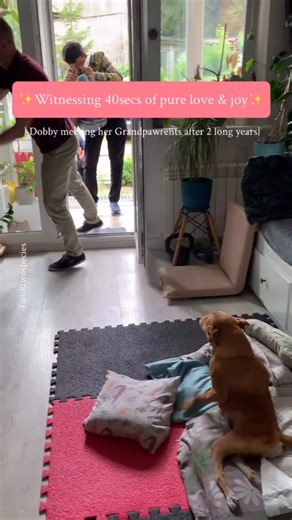 1.2K views · 29K reactions | Dobby is meeting her grand pawrents...
