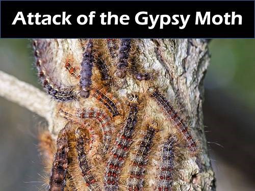 Gypsy Moth Caterpillar - Proper Identification and Control