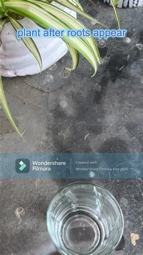 Spider Plant Propagation in Water | 2 Week Root Growth🌿