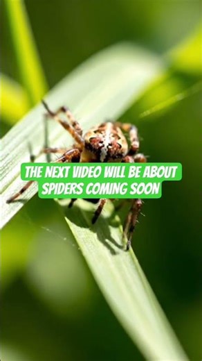 “Spiders Up Close: Not What You Think” #DreamScreenAI