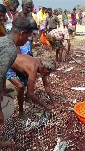 fishing jackpot 💥🔥🐬 #fishing #shorts