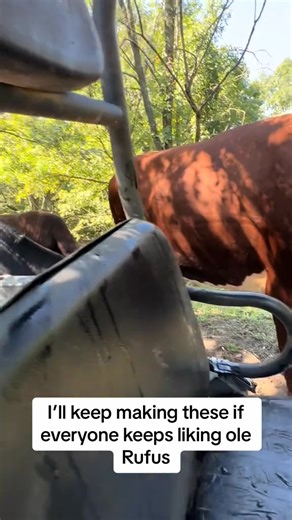 #rufusthebull #family #countrylife #bull #cow | Lazybcattleco