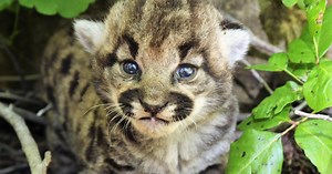 Park rangers find new litter of mountain lion kittens in the Simi Hills