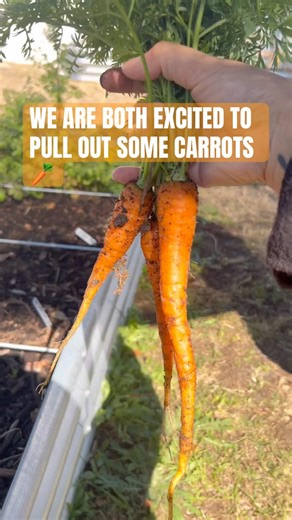 Carrot harvest excitement! #carrots