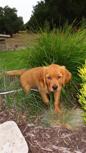 Meet the newest member of the Morrison fam… Rooster 🐔🐾🐶 | Madison Morrison