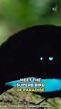 Meet the Superb bird of paradise