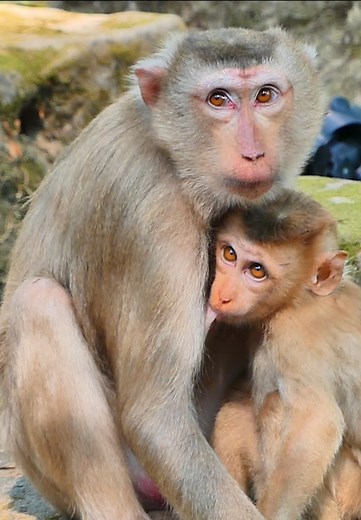 2.3K views · 55 reactions | so lovly monkey | Hi Monkeys | Facebook