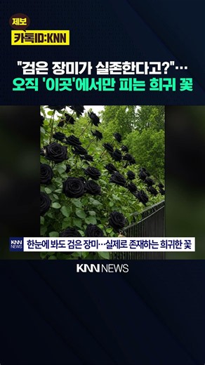 전 세계서 '이곳'에만 피는 꽃? 검은빛 뽐내는 '블랙 로즈' 화제 / KNN