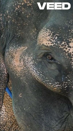 Surprising Speed | How Fast Elephants Run!