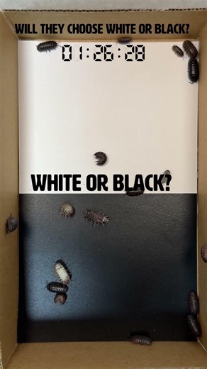 White or Black? ⚪️⚫️ 20 Pill Bugs Decide! 🏁