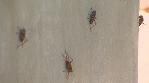Mormon crickets invade town of Murphy