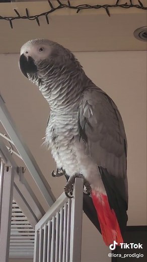 Canta con Karol G: Tusa en Karaoke