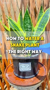 Snake Plant Watering Guide 🌿 💧 Biggest mistake: Overwatering 🌵 Snake plants are desert succulents—wait until soil is dry and leaves feel soft before watering 🚫 Always dump out excess water in the saucer 📅 Spring–Fall: water every 3 weeks | Winter: once a month 🌑 Low light indoors: even every 2 months | ☀️ Outdoors: water more often ⚠️ Yellow, mushy, droopy leaves = overwatering → stop watering, trim rotten roots, disinfect, repot #indoorplants #homegarden #plantcare #gardening #plants #car