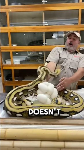 "The Truth About Keeping a Python at Home 🐍"