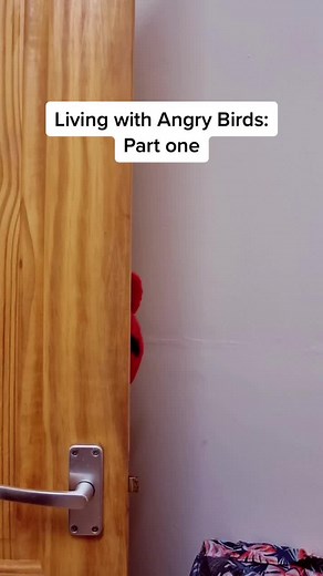 Living with Angry Birds: Part One