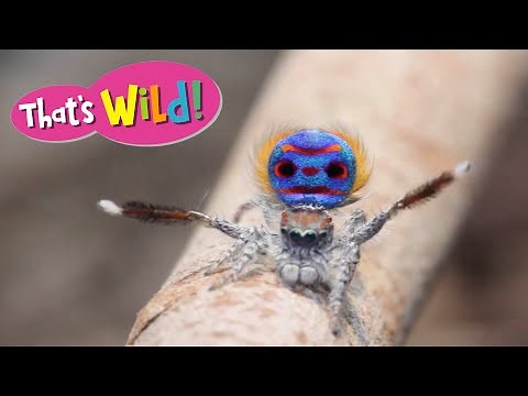 The daring dance of the peacock spider: Watch his colorful dance to impress a mate!