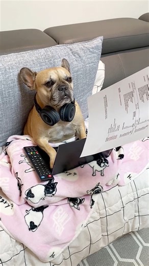 Someone has been racking up quite the vet bill🙄 ** it poured with rain all of today and Haru has just been napping. I’ll be posting a full Haru update ASAP she’s just been feeling pretty down and still in pain from her mini eye surgery 🙏 . #frenchbulldog #frenchielife #viralreel #griffinfrenchie #facebookreel #funnyreels #frenchbulldogs #frenchie #reelsvideo | Griffin Frenchie