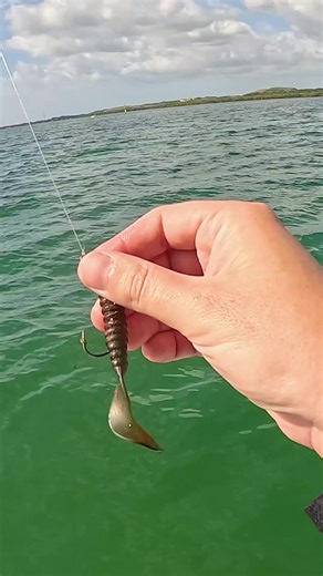 Exciting Flathead Fishing Adventure in Botany Bay