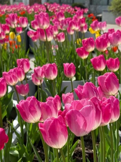 Tulip season in Shanghai
