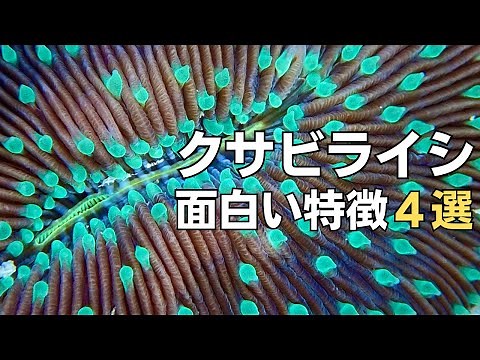 クサビライシの面白い特徴4選！〇〇を求めて動く？