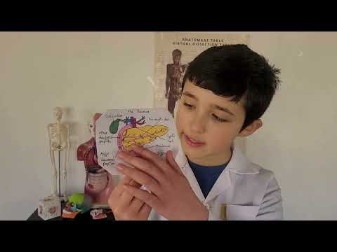 The Anatomy and Function of the Pancreas