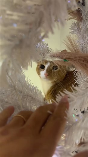 Julia Rene IFBB PRO » Women’s Fat Loss Coach on Instagram: "“Get an orange car they said… it’ll be fine they said 🤣☠️” • • • • • #orangecats #orangecat"