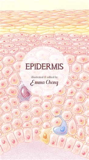 #epidermis #skin #histology #studymed #learnmedicine #medicalart #medicalillustration #medschool #medtok #medicine #medstudent #medicinestudent #med