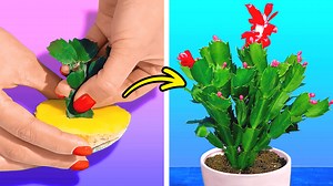 7.3M views · 14K reactions | Easy ways to grow lovely house plants: | FoodGasmic | Facebook