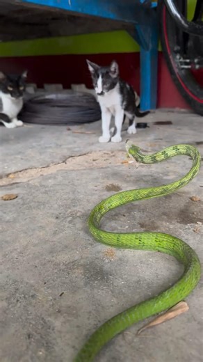 Cat vs Green Tree Snake #reels