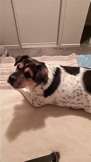 Live highlight: Gotcha Day Prep #dogcam #adopteddog #gotchaday