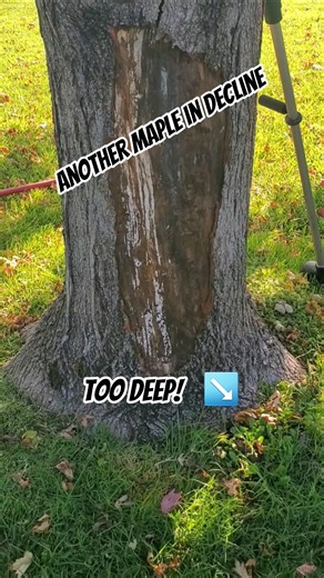 another tragic situation with near loss of life for this maple tree #too #deep